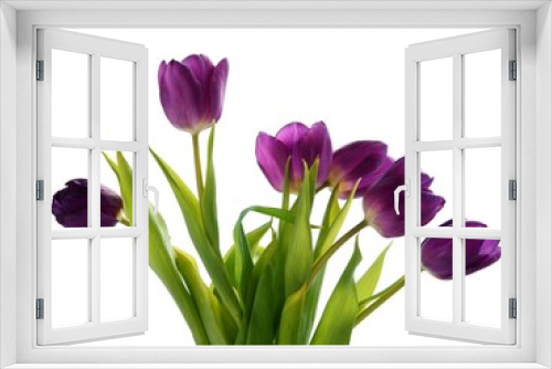 Fototapeta Naklejka Na Ścianę Okno 3D - posy of pretty lila tulips close up isolated