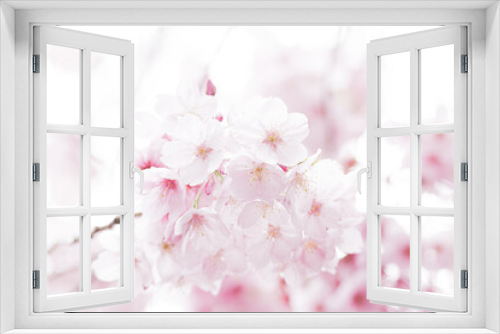 Fototapeta Naklejka Na Ścianę Okno 3D - 初春の桜