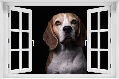 Fototapeta Naklejka Na Ścianę Okno 3D - Beagle, Studio-Fotografie