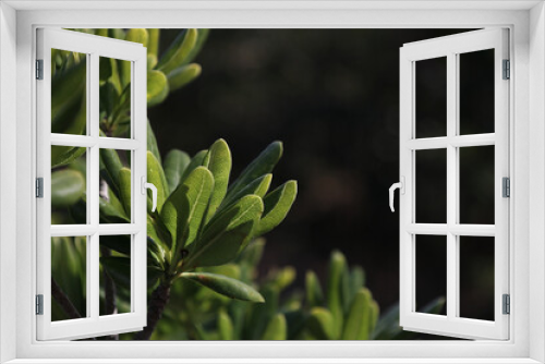 Fototapeta Naklejka Na Ścianę Okno 3D - 緑の葉、植物
