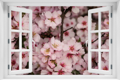 Fototapeta Naklejka Na Ścianę Okno 3D - Almond tree blossoms