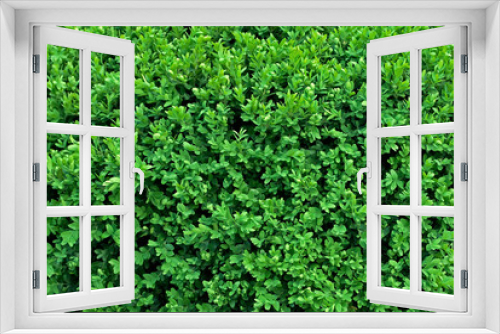 Fototapeta Naklejka Na Ścianę Okno 3D - Green bush leaves wall background