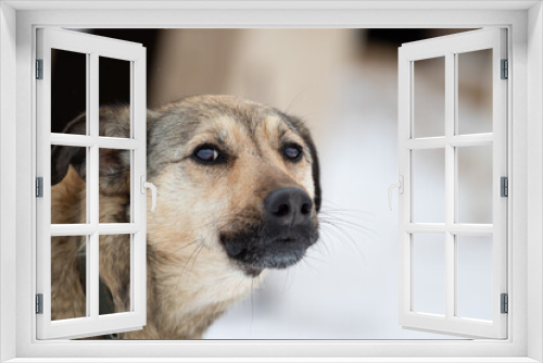 Fototapeta Naklejka Na Ścianę Okno 3D - Portrait of a barking unfriendly dog of a fawn color. Close-up on the mongrel's head on the left of the frame. Dog on the background of booths in winter. Unfriendly animal. High quality photo