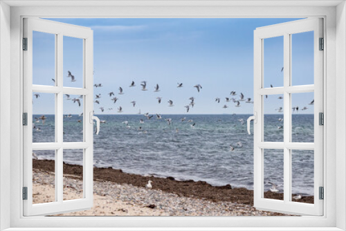 Fototapeta Naklejka Na Ścianę Okno 3D - Seagulls Flying above Baltic Sea and Sand Coast, Germany, Europe