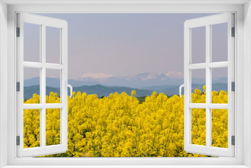 Fototapeta Naklejka Na Ścianę Okno 3D - Brassica blossom at Takinoue