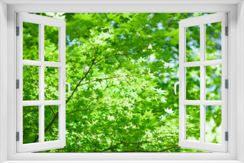 Fototapeta Naklejka Na Ścianę Okno 3D - モミジの新緑を見上げる	
