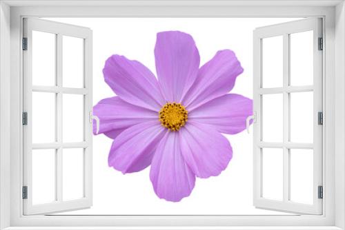 Fototapeta Naklejka Na Ścianę Okno 3D - Pink Cosmos flower isolated on white background. Blooming plant with clipping path.