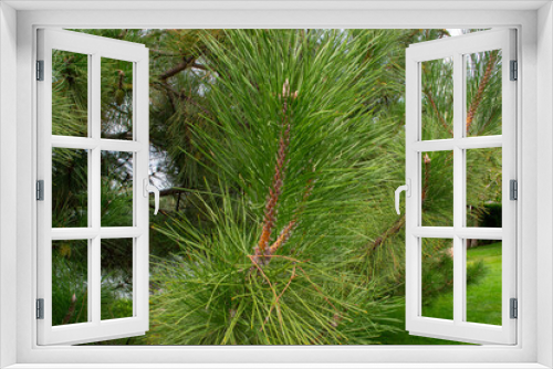 Fototapeta Naklejka Na Ścianę Okno 3D - pine branches with cones, green coniferous needles