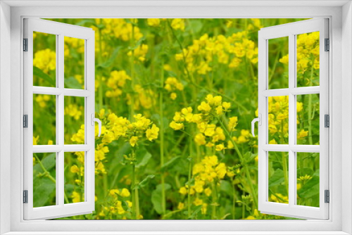 Fototapeta Naklejka Na Ścianę Okno 3D - 菜の花