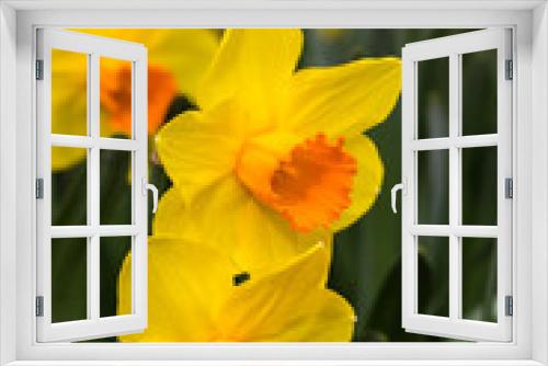 Fototapeta Naklejka Na Ścianę Okno 3D - Narcissus Branchenhurst flower grown in a garden