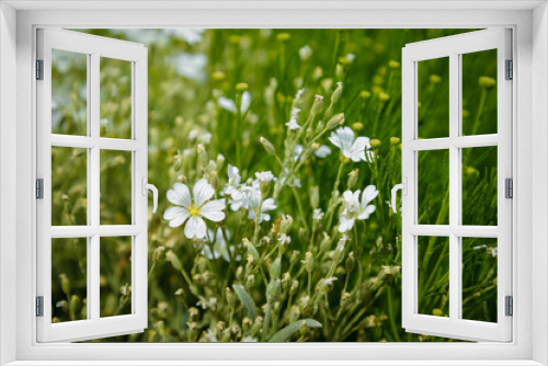 Fototapeta Naklejka Na Ścianę Okno 3D - Beautiful small white flowers on blurry green grass background in sunlight rays. Springtime bloom and blossom concept. Close up
