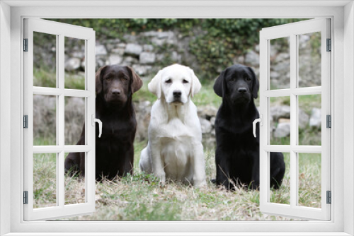 Fototapeta Naklejka Na Ścianę Okno 3D - Trois différentes couleurs de Labrador retriever assis dans un jardin 