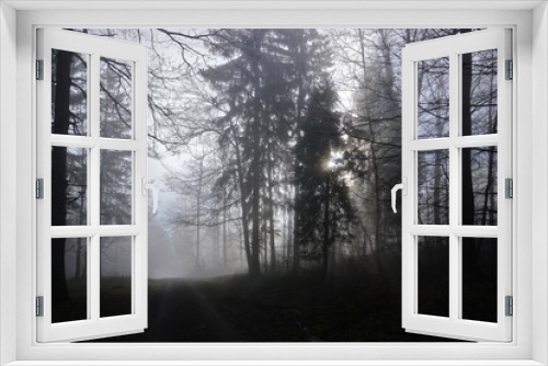 Fototapeta Naklejka Na Ścianę Okno 3D - Waldstimmung im Nebel, forest mood with fog