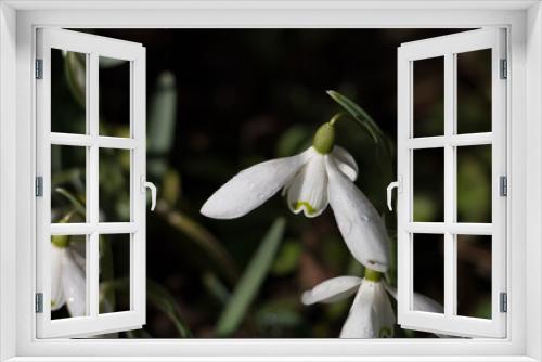 Fototapeta Naklejka Na Ścianę Okno 3D - White Snowdrop flower, Galanthus nivalis, flowering  in early spring, close-up view from the side