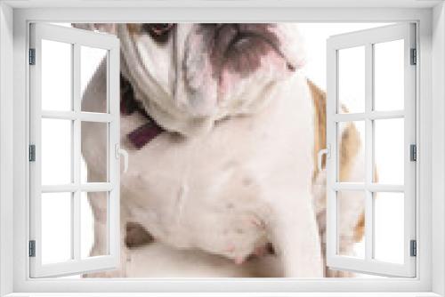 Fototapeta Naklejka Na Ścianę Okno 3D - Bulldog