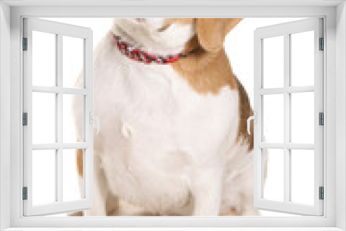 Fototapeta Naklejka Na Ścianę Okno 3D - Beagle