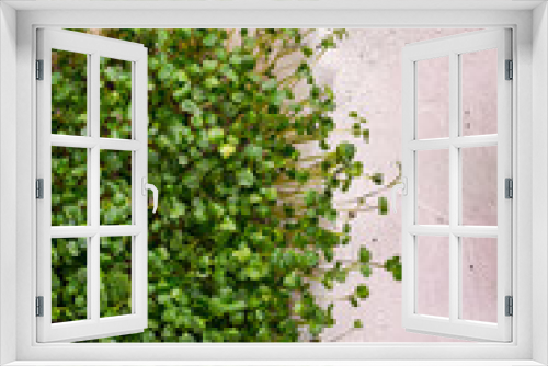 Fototapeta Naklejka Na Ścianę Okno 3D - Close up image background with fresh microgreens
