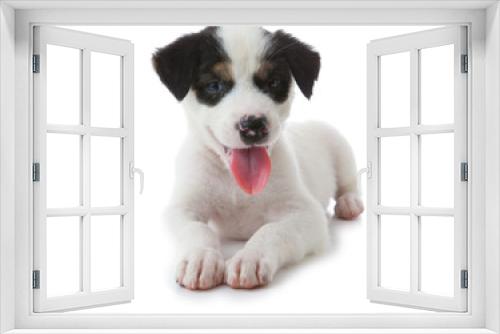 Fototapeta Naklejka Na Ścianę Okno 3D - Puppy Dog