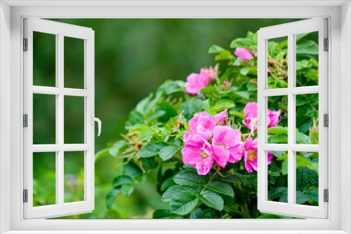 Fototapeta Naklejka Na Ścianę Okno 3D - Pink Blossoms in front of Bokeh Background