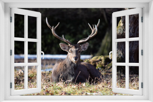 Fototapeta Naklejka Na Ścianę Okno 3D - Dybowskii Deer Lying on Grass Winter