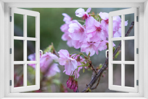 Fototapeta Naklejka Na Ścianę Okno 3D - 桜の花　春の和風イメージ