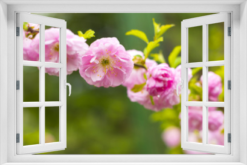 Fototapeta Naklejka Na Ścianę Okno 3D - spring blossom