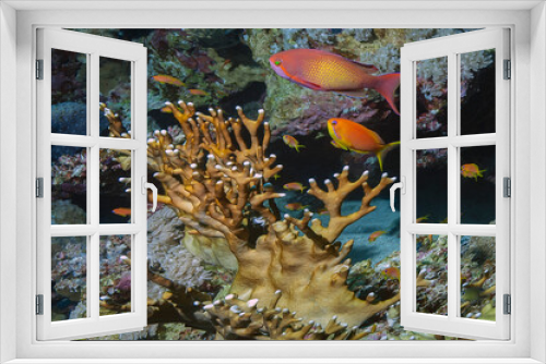 Fototapeta Naklejka Na Ścianę Okno 3D - Bright yellow-red fish of the Fairy Basslets family swim near the fiery reticulated coral