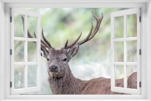 Fototapeta Naklejka Na Ścianę Okno 3D - Wonderful portrait of Red deer male in the wild (Cervus elaphus)