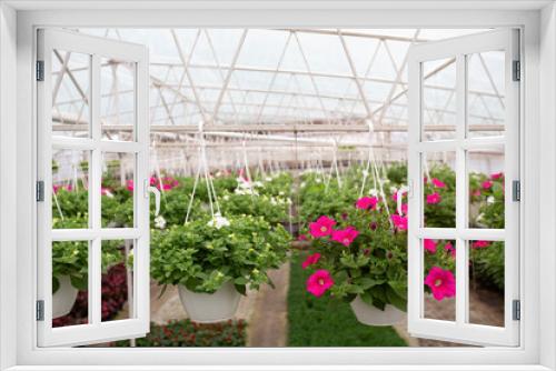 Fototapeta Naklejka Na Ścianę Okno 3D - Growing flowers in greenhouse, interior of modern flower hothouse
