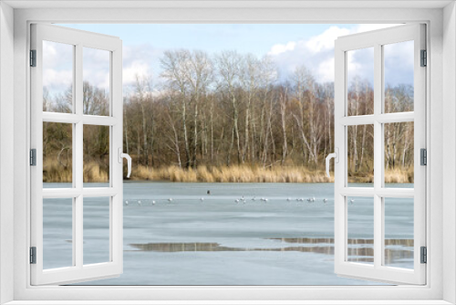 Fototapeta Naklejka Na Ścianę Okno 3D - Winter or early spring landscape with frozen water and forest in Poland, Europe. Water birds on the melting ice sheet covering the lake or pond.