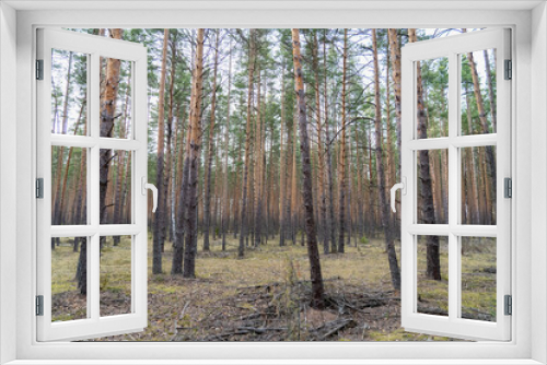 Fototapeta Naklejka Na Ścianę Okno 3D - pine forest on a Sunny evening