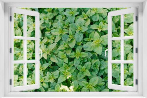 Fototapeta Naklejka Na Ścianę Okno 3D - Background of fresh green organic oregano growing in the garden