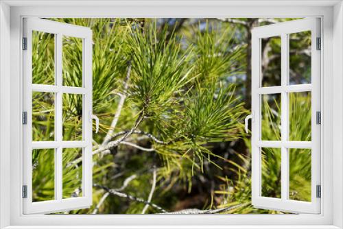 Fototapeta Naklejka Na Ścianę Okno 3D - Pinus Halepensis in the mountain in Alicante