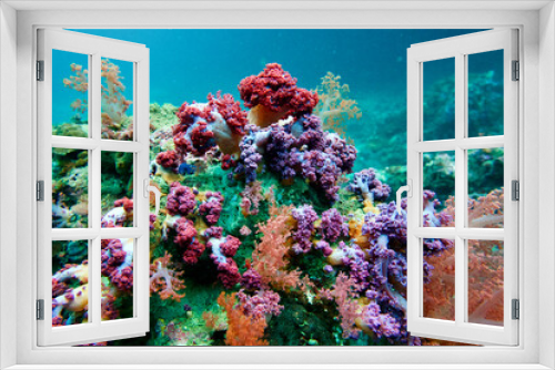 Fototapeta Naklejka Na Ścianę Okno 3D - coral reef