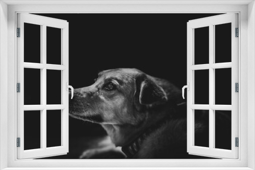 Fototapeta Naklejka Na Ścianę Okno 3D - Black And White Dog Portrait