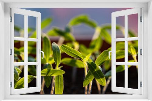 Fototapeta Naklejka Na Ścianę Okno 3D - fresh green seedlings growing healthy ecological food microgreens