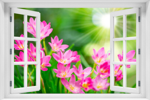 Fototapeta Naklejka Na Ścianę Okno 3D - Beautiful pink nature flowers and sun light, blurred background.