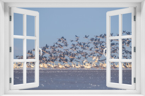 Fototapeta Naklejka Na Ścianę Okno 3D - winter migratory bird landscape