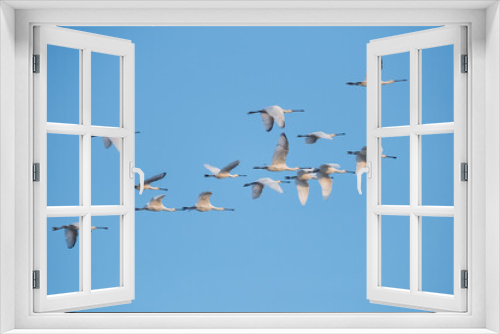 Fototapeta Naklejka Na Ścianę Okno 3D - flock of white spoonbills fly in the blue sky