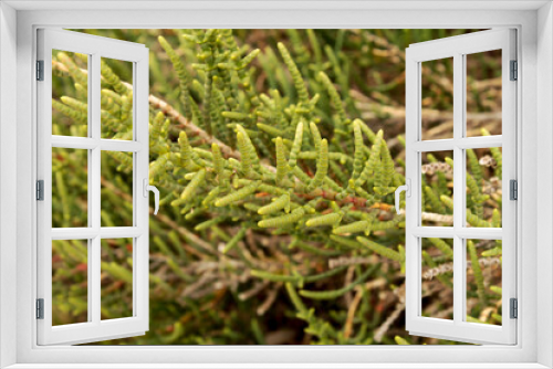 Fototapeta Naklejka Na Ścianę Okno 3D - Sarcocornia Fruticosa plant in the wetlands of Spain