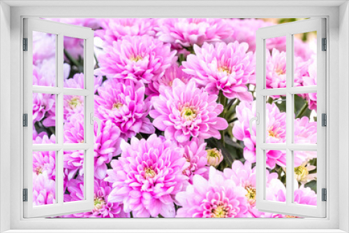 Fototapeta Naklejka Na Ścianę Okno 3D - Pink chrysanthemum flowers field background. Floral still life with many blooming mums. Selective focus photo