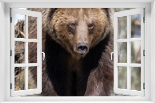 Fototapeta Naklejka Na Ścianę Okno 3D - Brown bear in the forest up close. Wild animal in the natural habitat