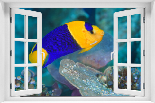 Fototapeta Naklejka Na Ścianę Okno 3D - blue and yellow angel fish from philippines sea