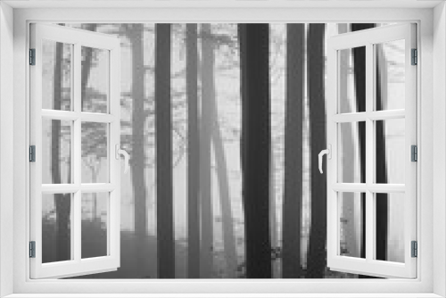 Fototapeta Naklejka Na Ścianę Okno 3D - Misty beech forest in stripes