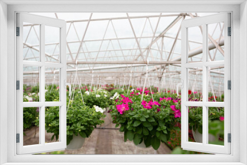 Fototapeta Naklejka Na Ścianę Okno 3D - Smart greenhouse, modern hydroponics and plant care
