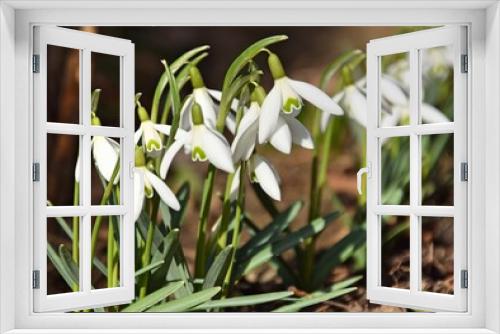 Fototapeta Naklejka Na Ścianę Okno 3D - Blooming snowdrops closeup, spring in garden.
