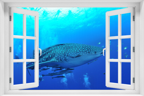 Fototapeta Naklejka Na Ścianę Okno 3D - 悠々と泳ぐジンベイザメは世界最大の魚類