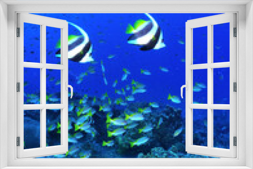 Fototapeta Naklejka Na Ścianę Okno 3D - 仲良しカップルの魚