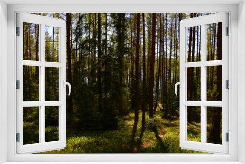 Fototapeta Naklejka Na Ścianę Okno 3D - View of green young pine forest on a sunny day in spring.