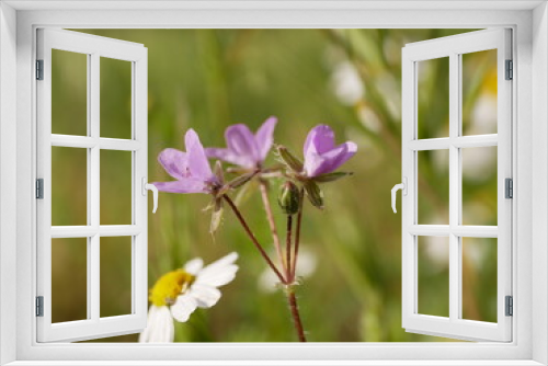 Fototapeta Naklejka Na Ścianę Okno 3D - Small fragrant lilac flowers of storksbill and chamomile in a meadow on a sunny spring day. Vegetable raw materials for the manufacture of medicines.